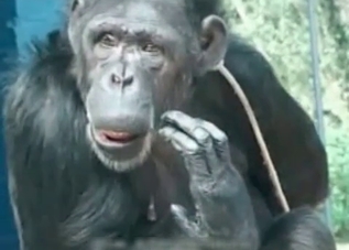 Monkey wants to fuck humans all day long