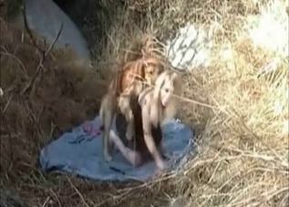 Dog fucking this blond-haired yokel on cam