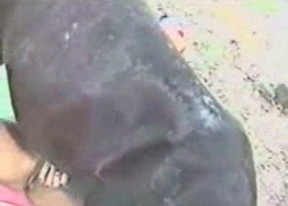 Horse cock getting serviced on camera