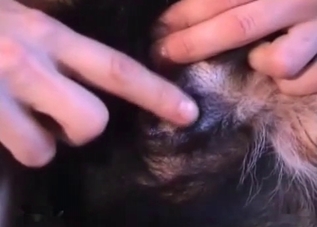 Gay puppy takes a huge cock up the ass