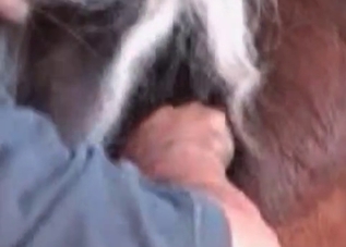 Farm fucking with a hung stallion