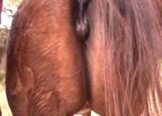 Farm fucking with a sexy animal