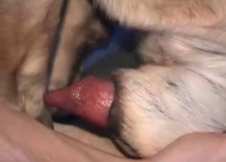 Bedroom-based bestiality with a beautiful dog
