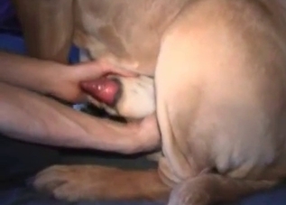 Bedroom-based bestiality with a beautiful dog