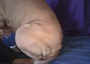 Bedroom-based bestiality with a beautiful dog