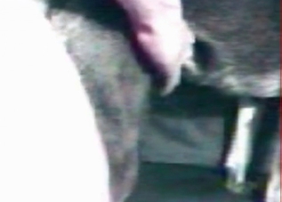 Huge human cock gaping that tiny animal asshole