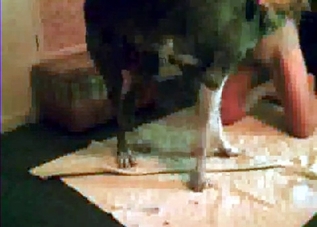 Tasty twat getting licked by a horny dog