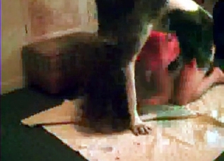 Tasty twat getting licked by a horny dog