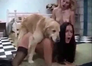Cute dog and two submissive bitches