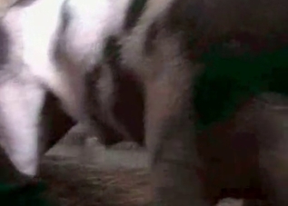 Horse cock shoots out the biggest load ever