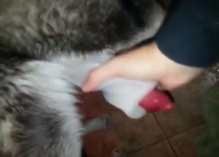 Big-dicked husky is proud of his dong