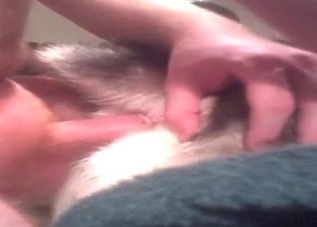 Husky's horny asshole is getting penetrated