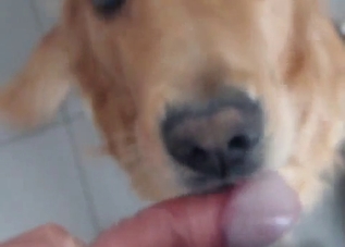 POV zoo blowjob from a scruffy doggo