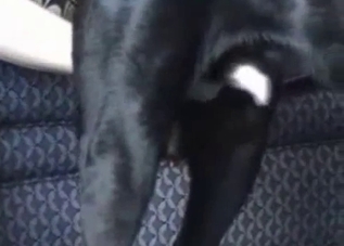 Black dog getting a passionate handjob