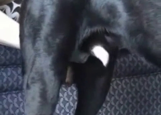 Black dog getting a passionate handjob