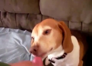 Guy face-fucking his favorite dog on cam