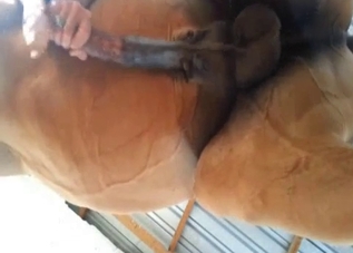 Dude jerks off a horse (view from below)