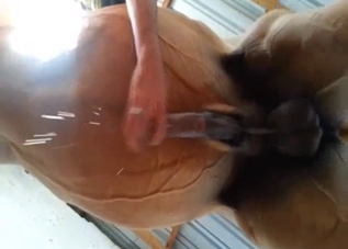 Dude jerks off a horse (view from below)