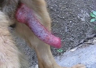 Let's all stare at this marvelous dog dick
