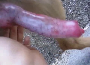 Let's all stare at this marvelous dog dick