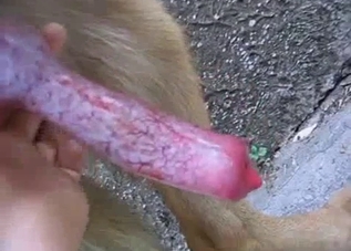 Let's all stare at this marvelous dog dick