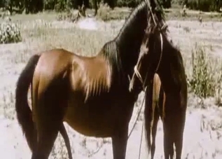 Two horses passionately fucking outdoors