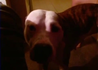 Moody dog gets molested by the owner