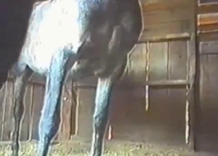 Hung stallion gets a real nice handjob