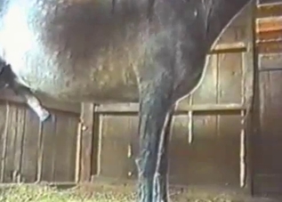 Hung stallion gets a real nice handjob