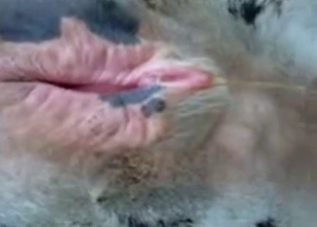 Captivating animal pussy shown up close