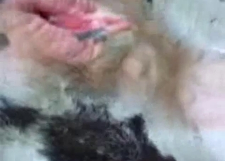 Captivating animal pussy shown up close