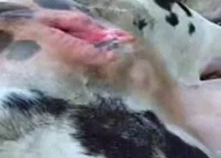 Captivating animal pussy shown up close