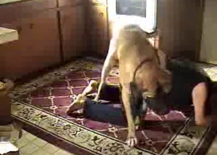 Doggy style drilling for a ripped pants hoe
