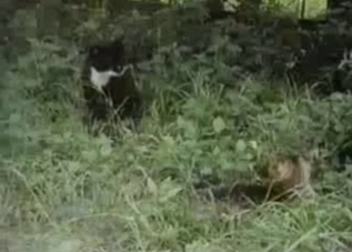 Two cats fucking in the grass, enjoy