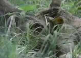 Two cats fucking in the grass, enjoy