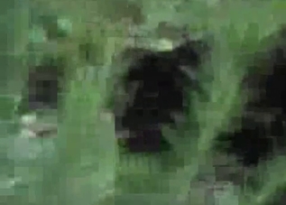 Two cats fucking in the grass, enjoy