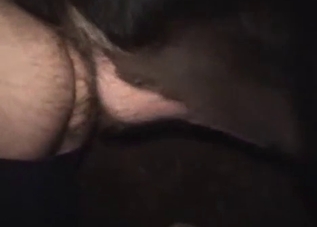 Close-up nighttime zoo sex in a barn