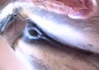 Intense fucking with a twisted animal