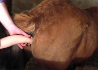 Horny horse gets fucked with a huge toy