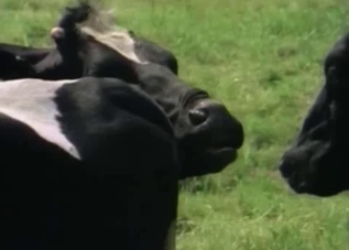 Horny horses are about to fuck in front of you