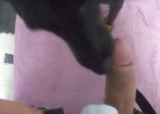 Black dog worships that dick in POV, enjoy