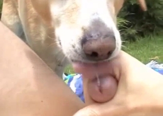 Relaxed dude gets a BJ from his dog