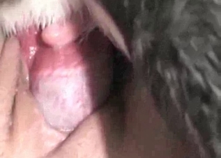 Close-up gape for a zoophile slut