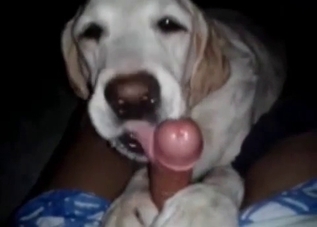 POV blowjob from a very kinky dog
