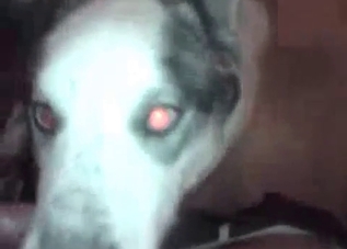 Horny dude lets this dog suck on it