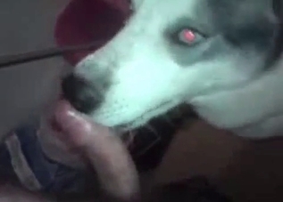 Horny dude lets this dog suck on it