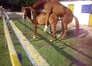 Small pony fucked his young girlfriend from behind