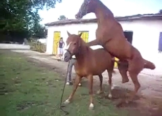 Small pony fucked his young girlfriend from behind
