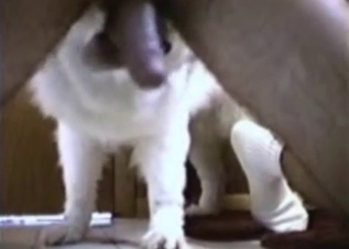 Cute small white doggy is licking a nice hard penis