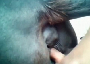 Good black pony fucked in doggy style